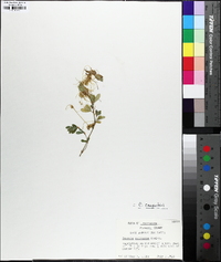 Cuscuta campestris image