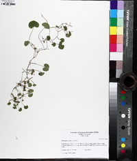 Dichondra carolinensis image