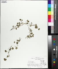 Dichondra carolinensis image