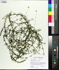 Hydrilla verticillata image