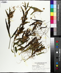 Cuscuta campestris image