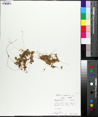 Cuscuta campestris image