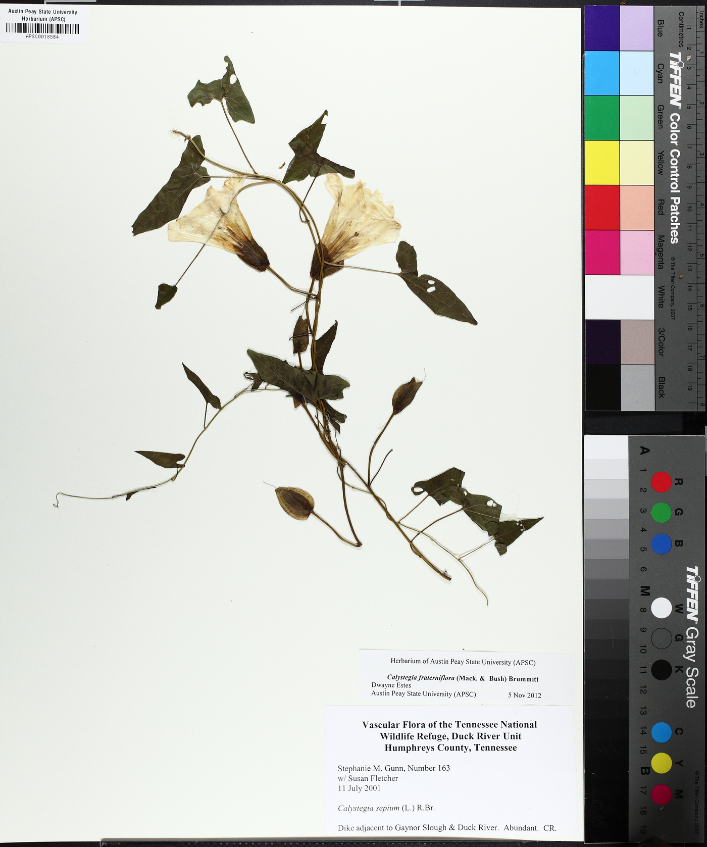Convolvulus fraterniflorus image