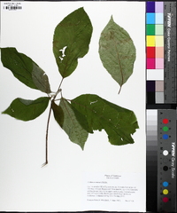 Clethra acuminata image