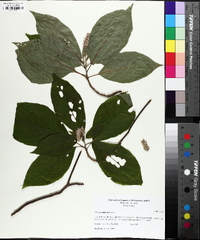 Clethra acuminata image