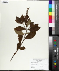 Clethra alnifolia image