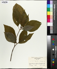 Clethra acuminata image