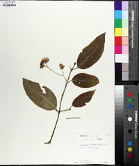 Euonymus atropurpureus image