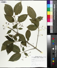 Euonymus atropurpureus image