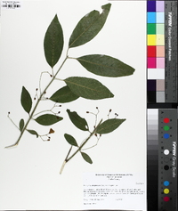 Euonymus atropurpureus image