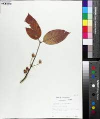 Euonymus atropurpureus image