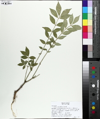 Euonymus alatus image