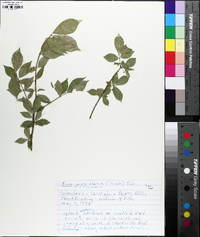 Euonymus alatus image