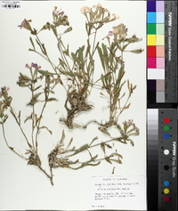 Silene caroliniana image