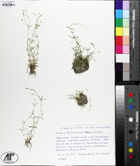 Image of Sabulina fontinalis