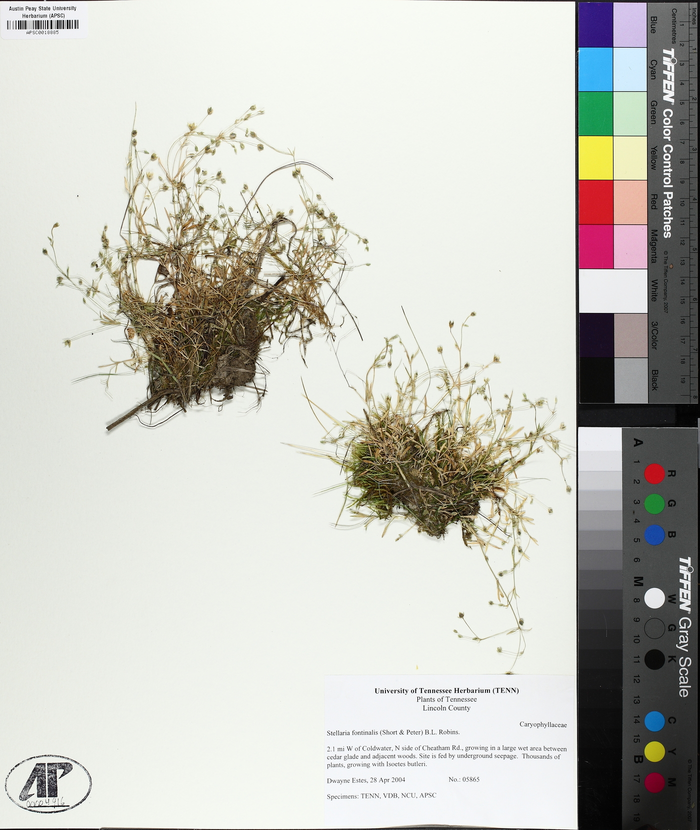 Sabulina fontinalis image