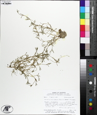 Sabulina fontinalis image