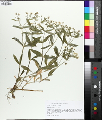 Stellaria pubera image