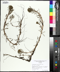 Myriophyllum aquaticum image