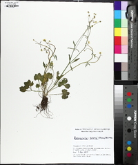 Ranunculus harveyi image