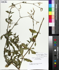 Silene latifolia image