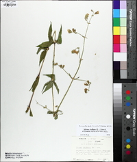 Silene stellata image