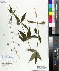 Silene stellata image