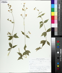 Silene stellata image