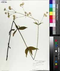 Silene stellata image