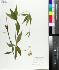 Silene stellata image