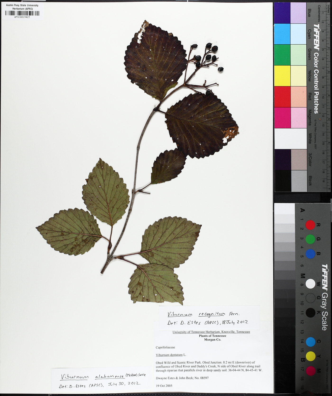 Viburnum alabamense image