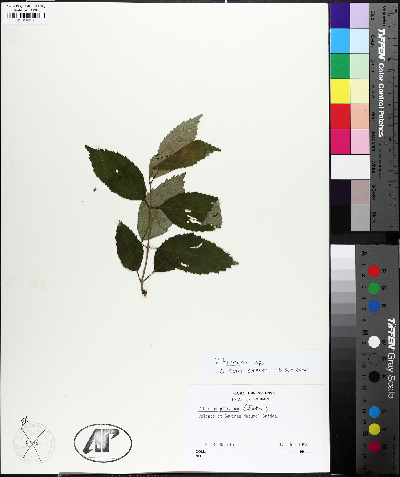Viburnum erosum image