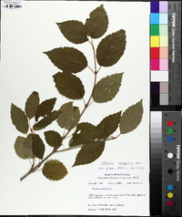 Viburnum dentatum var. lucidum image