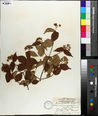 Viburnum rafinesqueanum image