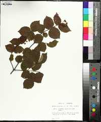 Viburnum rafinesqueanum image