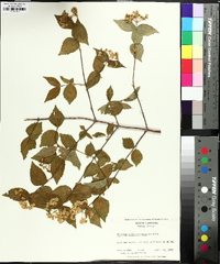 Viburnum rafinesqueanum image