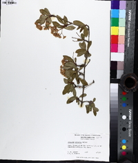 Viburnum obovatum image