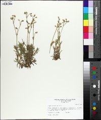 Cerastium arvense image