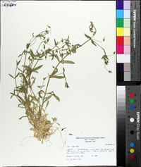 Cerastium nutans image