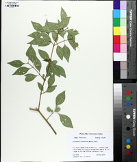 Forestiera acuminata image