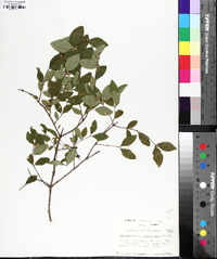 Symphoricarpos orbiculatus image