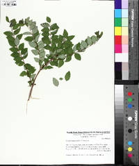 Symphoricarpos orbiculatus image