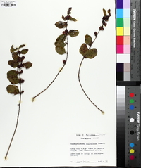 Symphoricarpos orbiculatus image