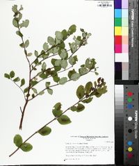 Symphoricarpos orbiculatus image