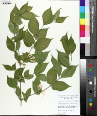 Lonicera maackii image