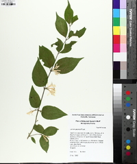 Lonicera maackii image