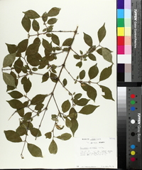 Lonicera maackii image