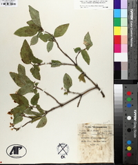 Lonicera canadensis image