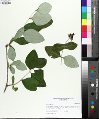 Lonicera dioica image