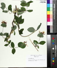 Lonicera flava image